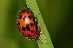 Subcoccinella 24-punctata | Ladybird species